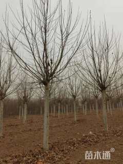 15公分速生法桐