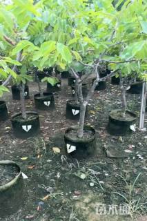 高度150厘米番荔枝