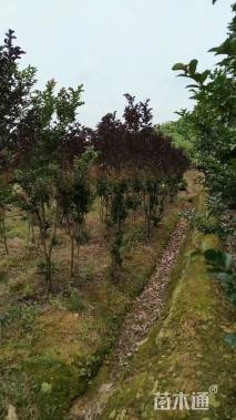 3公分紫薇