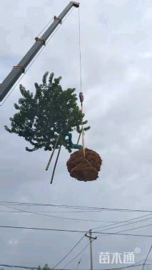 15公分红果冬青