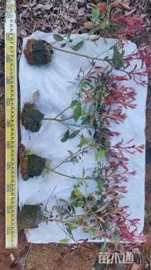 高度50厘米红叶石楠绿篱