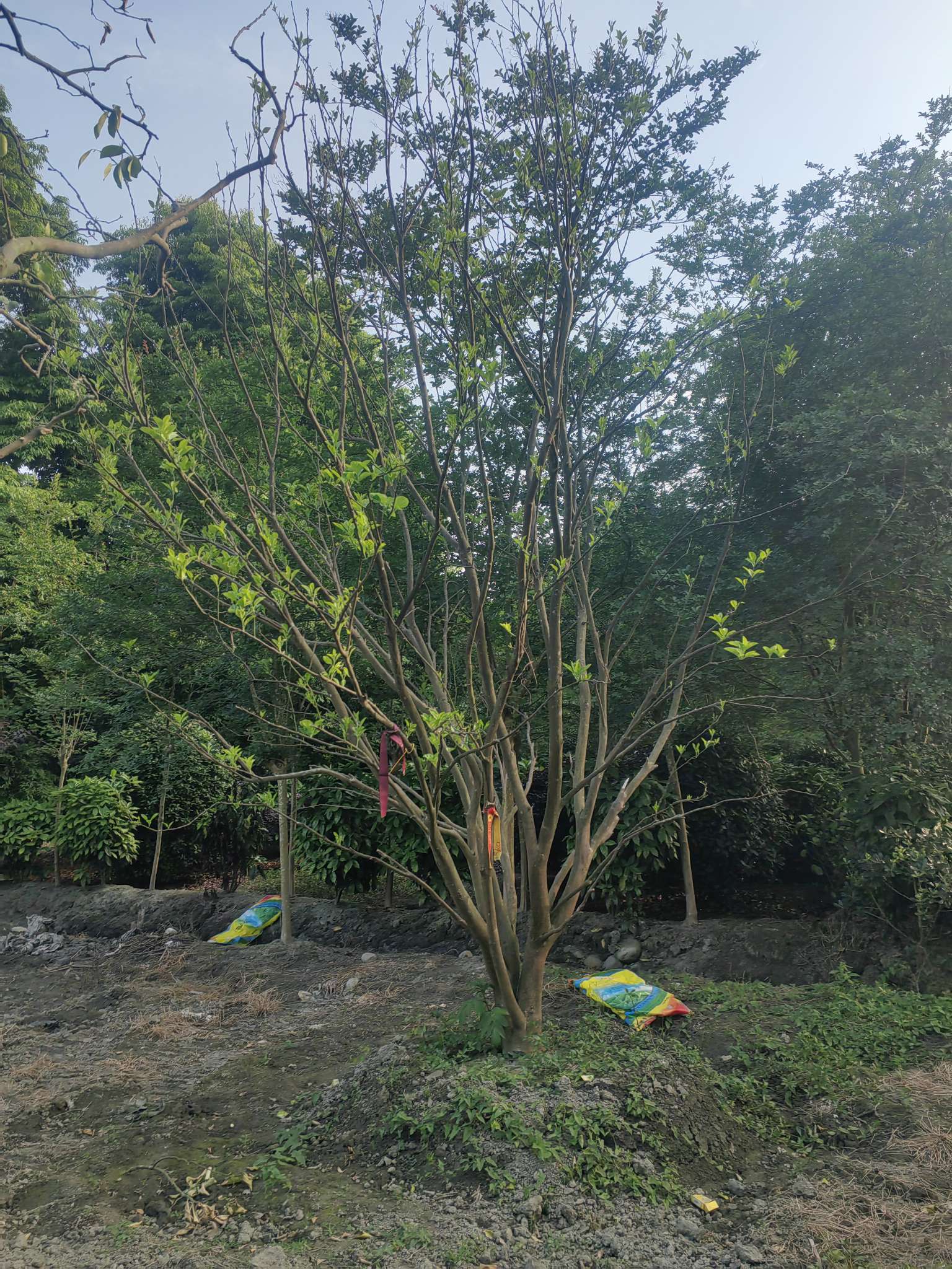 18公分香泡