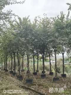 高度3500厘米紫荆