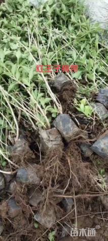 高度35厘米红王子锦带