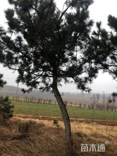 高度4000厘米油松