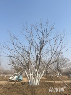 高度6厘米丛生元宝枫