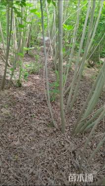 高度60厘米紫穗槐
