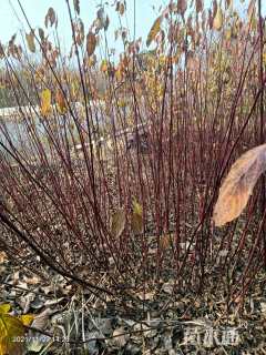 高度50厘米红瑞木