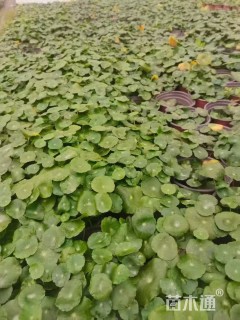 高度20厘米铜钱草