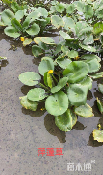 高度30厘米萍蓬草