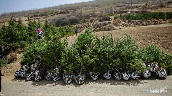 高度150厘米青海云杉