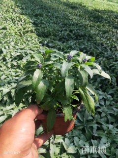 高度15厘米一串蓝