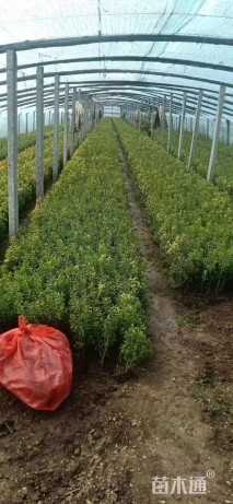 高度40厘米瓜子黄杨