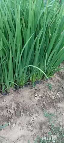 高度40厘米黄菖蒲