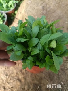 高度15厘米鼠尾草