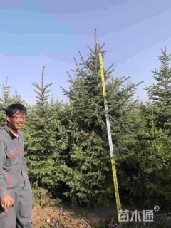 高度200厘米云杉