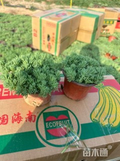 高度15厘米中华景天