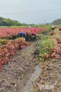 高度60厘米红叶石楠小苗
