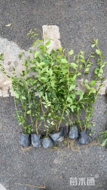 高度40厘米金禾女贞小苗