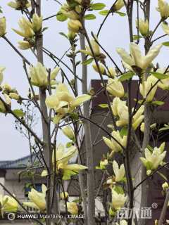 20公分黄鸟玉兰