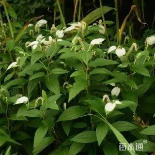 高度30厘米三白草