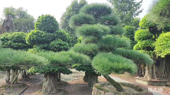 高度300厘米黑松