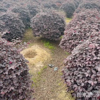 冠幅100厘米红花继木球