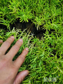 高度20厘米佛甲草