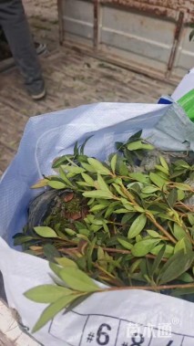 高度30厘米毛鹃