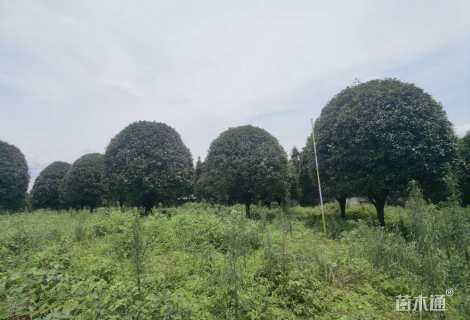 18公分桂花