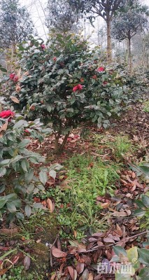 高度900厘米茶花-红露珍