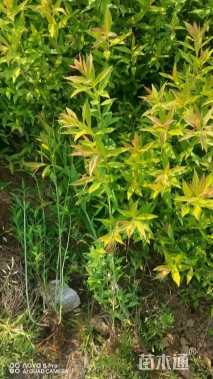 高度40厘米粉花绣线菊
