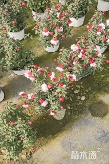 高度20厘米倒挂金钟