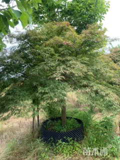 高度200厘米羽毛枫