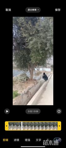 30公分油橄榄
