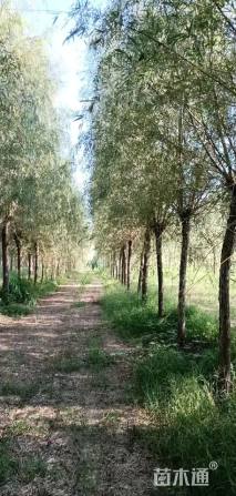 12公分金丝垂柳