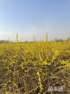 高度80厘米黄老虎