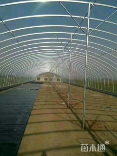 公牛温室大棚