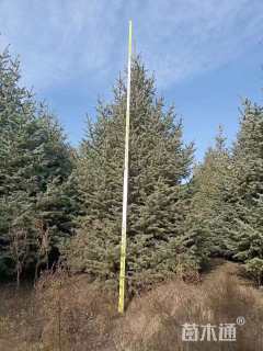 高度300厘米云杉