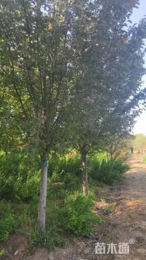 12公分北美海棠