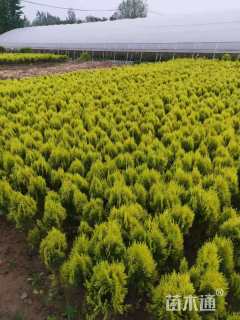 高度45厘米洒金柏