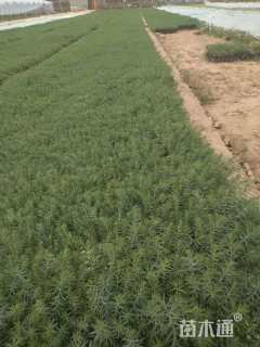 高度15厘米宿根亚麻