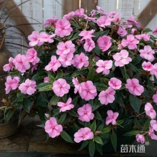 高度25厘米超级凤仙花