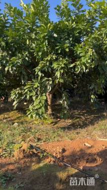 10公分丛生香泡