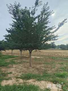 18公分染井吉野樱