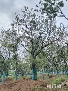 50公分朴树