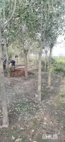 12公分大叶女贞