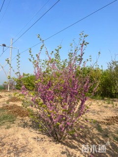 高度500厘米丛生五角枫