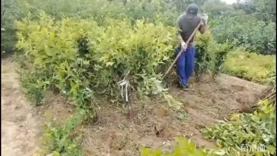 高度80厘米丁香