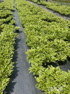 高度20厘米金边玉簪